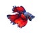 Red and blue half moon butterfly siamese fighting fish, betta f