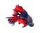 Red and blue half moon butterfly siamese fighting fish, betta f