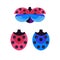 Red and Blue Ladybug and Ladybird Icons