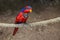 Red-and-blue lory, Eos histrio, a small, colored parrot with bright orange, short beak, red head and violet nape of the neck