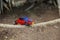 Red-and-blue lory, Eos histrio, a small, colored parrot with bright orange, short beak, red head and violet nape of the neck, deep