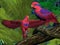Red and Blue Lory Parrots