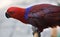 Red Blue Maroon Eclectus Parrot