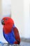 Red and Blue parrot