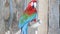 Red and Blue Parrot at Bird Kingdom Aviary, Niagara Falls, Canada.