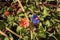 Red and blue pimpernel in same area.