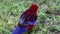 Red and blue rosella bird feeding in a Sydney national Park NSW Australia