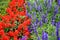 Red and blue sage, blossomed flowers