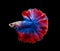 Red and blue siamese fighting fish, betta fish isolated on Black background.Crowntail Betta in Thailand