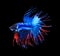 Red and blue siamese fighting fish halfmoon , betta fish isolate