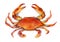 Red boiled crab isolated illustration