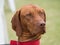 Red bone coonhound