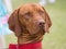 Red bone coonhound