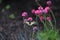 Red book butterfly Mahaon sitting on the flower of Armeria.