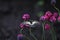 Red book butterfly Mahaon sitting on the flower of Armeria.