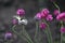 Red book butterfly Mahaon sitting on the flower of Armeria.