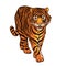 Red book Sumatran tiger color vector character on white