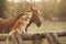 Red border collie dog and horse