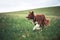 Red border collie dog running in a meadow