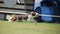 Red border collie on frisbee competition can fly.