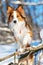 Red border collie portrait in winter