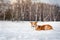 Red border collie portrait in winter