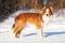 Red border collie standing on the snow in winter