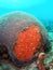 Red Boring Sponge and Brain Coral