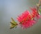 Red bottle-brush (Callistemon) flower