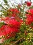 Red bottle brush Callistemon flowers.