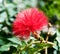 Red bottle brush flower