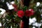 Red bottle brush flowers. Callistemon citrinus. Red bottle-brush tree (Callistemon) flower