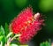 Red bottle brush flowers ( CALLISTEMON PLANT )