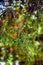 The red bottle brush flowers, callistemon plant