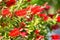 Red bottle brush flowers on Callistemon shrub