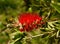 Red bottle brush flowers on Callistemon shrub