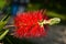 Red bottle brush flowers on Callistemon shrub