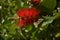 Red bottle brush flowers on Callistemon shrub