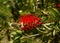 Red bottle brush flowers on Callistemon shrub