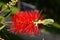 Red bottle brush flowers on Callistemon shrub