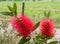 Red bottle brush flowers on Callistemon shrub