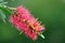 Red bottle-brush tree (Callistemon)