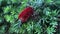 A red bottle brush tree Callistemon