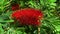 A red bottle brush tree Callistemon