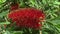 A red bottle brush tree Callistemon