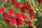 A red bottlebrush bush (Callistemon)