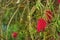 A red bottlebrush bush (Callistemon)