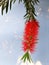 Red bottlebrush Callistemon flower
