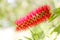 Red bottlebrush flower