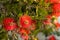 Red bottlebrush flower. Bottlebrush or Little John - Dwarf Callistemon